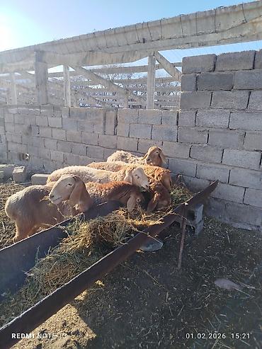 Баран, овца: Продаю | Овца (самка) | Эдильбаевская | Для разведения at lalafo.kg — 6 Баран, овца: Продаю | Овца (самка) | Эдильбаевская | Для разведения — 6