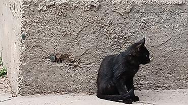 Кошка даром: Беспородная, 5 месяцев, Мальчик