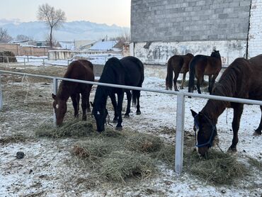 Лошади, кони: Продаю | Кобыла (самка) | Полукровка | Для разведения | Племенные — 3