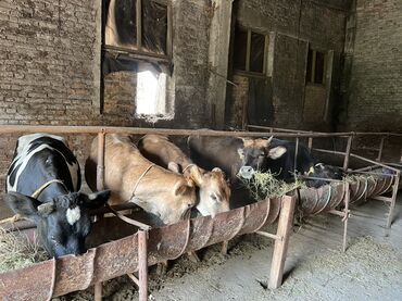 продаю музоо торпок корова самка бык самец айрширская ангус алатауская на забой для разведения на откорм племенные нетель привязанные: Сатам | Кунаажын