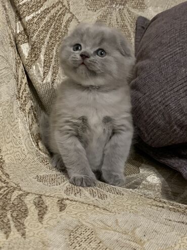 Животные: Продается шотландский вислоухий котенок, чистокровный, окрас голубой