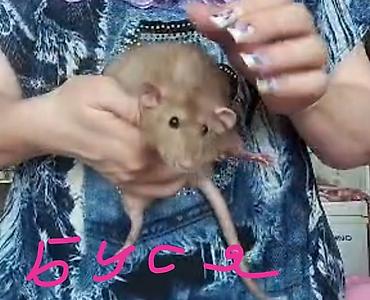 Крысы: Питомник крыс Rat Haus Love . Предлагает пару молодых крыс . Мальчик — 14