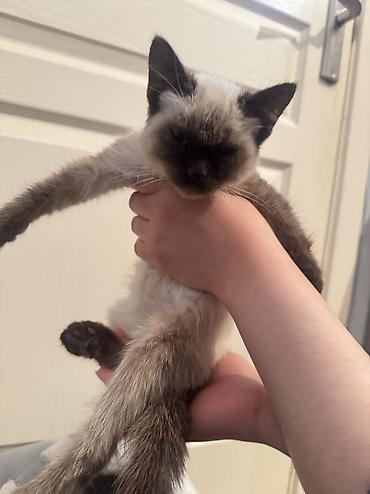 Отдам даром кошку: Кошка даром: Сиамская, 2 месяца, Мальчик — 4