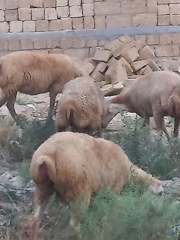 at və eşşəyin cütləşməsi: Salam 20 heyavandı 1ədədi erkək qoç 2dənədə erkək toxlu 17 dişi — 1