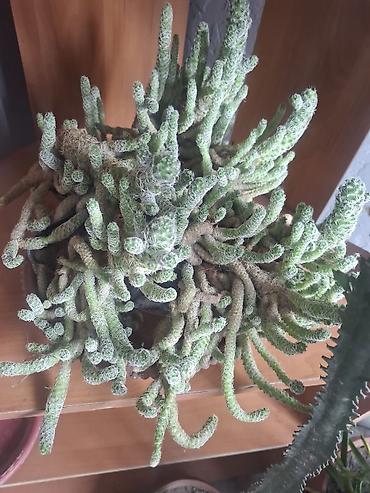 Другие комнатные растения: Продаю Много Комнатных Расстений — 4