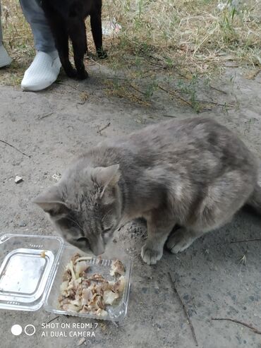 британские кошки: Черный кот Серая кошка ищет старых или новых хозяев. живут соседнем