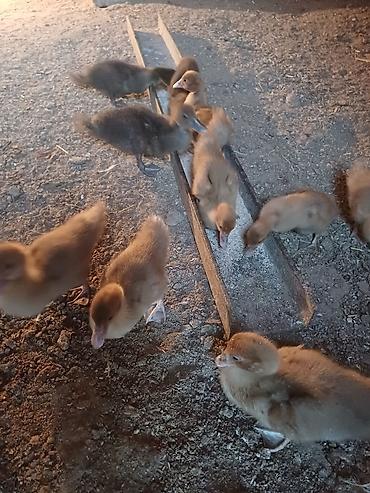 pekin ordəyi: Erkək, Damazlıq, Ünvandan götürmə — 1
