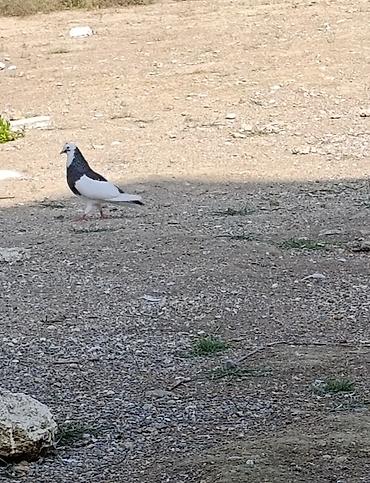 heyvan bazari quslar: Erkeydi qus göz qabaqinda unvan ayraport teref aviyasiya akdemiyasinin — 1