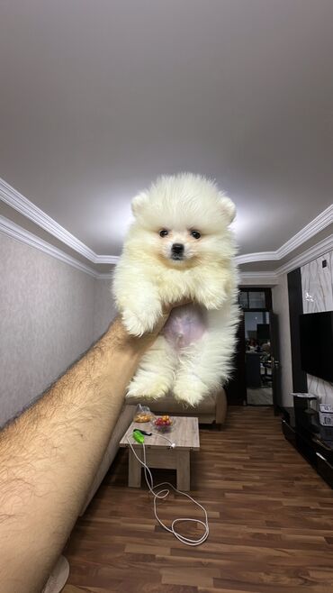 собак в добрые руки: Шпиц, 2 месяца, Самец