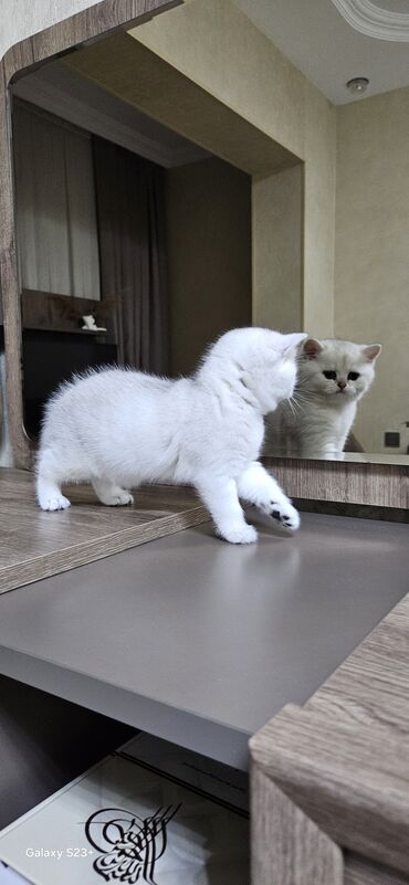 Pişiklər: Şinşilla, Erkək, Yaxşı əllərə, Ünvandan götürmə — 6