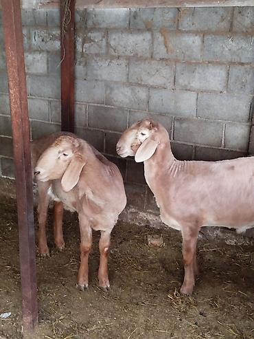 Баран, овца: Продаю | Баран (самец) | Для разведения — 2