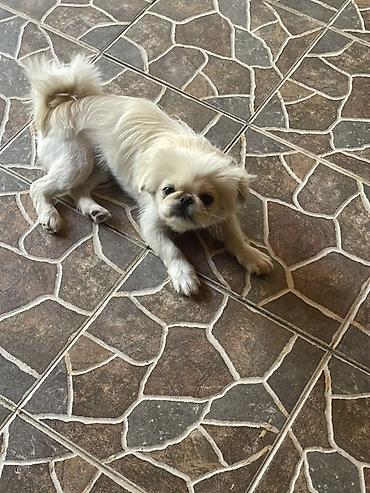 cins toyuqlarin satisi: Pekines, 1 il, Dişi, Cütləşmə üçün, Ünvandan götürmə — 2
