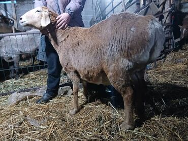 Бараны, овцы: Продаю | Овца (самка) | Для разведения | Матка — 3