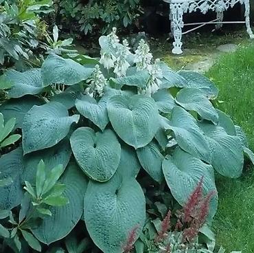 Другие садовые цветы и кустарники: Клематисы, 800сом Хосты, голубые крупномеры "Элеганс" и "Биг Дадди" — 13