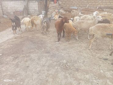 sudluk inekler satisi: Dişi, Qala, il: 3, Damazlıq, Ünvandan götürmə