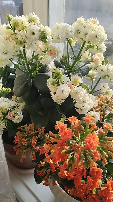 Другие комнатные растения: Комнатные растения — набор 1) Пальма комнатная (вероятно — 9