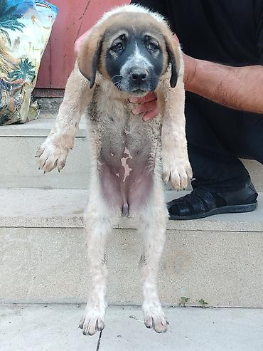 Qafqaz çoban iti, Erkək, Ödənişli çatdırılma lalafo.az -da Qafqaz çoban iti, Erkək, Ödənişli çatdırılma