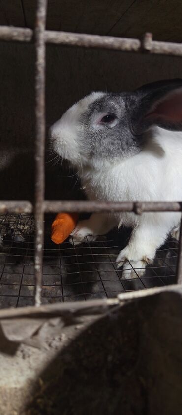 формы декоративного камня: Кролик декоративный, окрас серо-белый (пятнистый). Уши средние