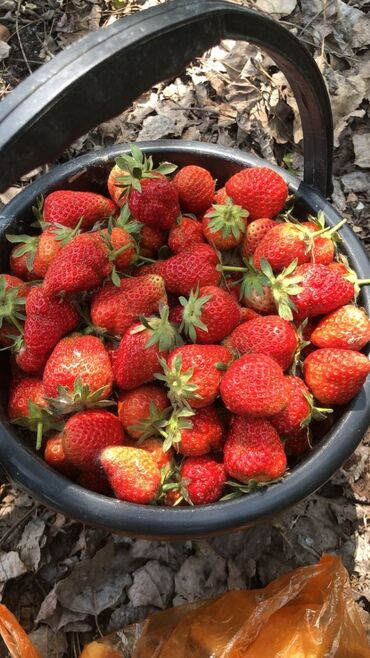 Другое оборудование для бизнеса: Ассалам алейкум 🍓🍓🍓🍓🍓 кулпиники сорт Чарли Оптом