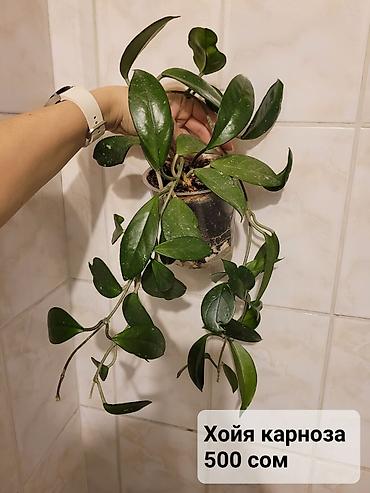 Хойи: Взрослые сортовые хойи
Цена, название и подробности на фото — 8