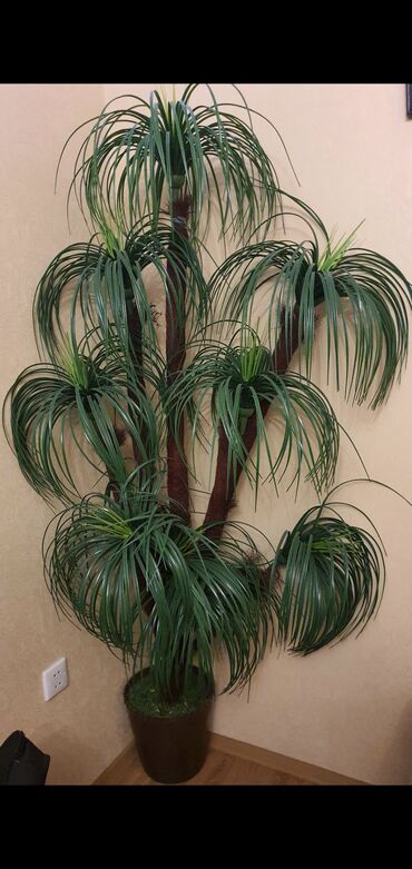 dekor güller: Suvenir Palma ağacı. Çox gözəl vəziyyətdədir. Real alıcıya endirim