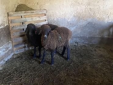 Продам с/х животных: Продаю | Ягненок | Полукровка | На забой, Для разведения, Для шерсти | Осеменитель, Ярка — 2