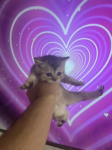 Pişiklər: Britan — 3