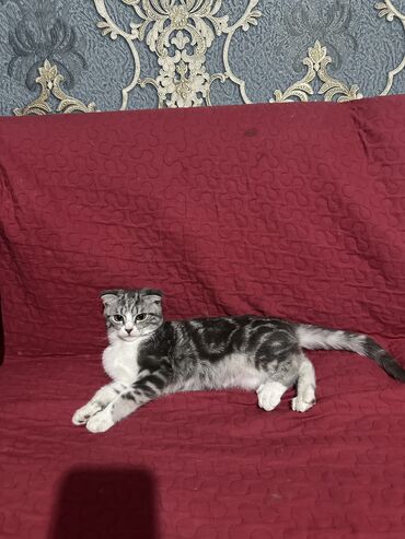 дом животных: Шотландский вислоухий котёнок (Scottish Fold) Продается