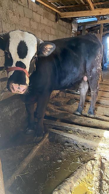 Коровы, быки: Продаю | Бык (самец) | Привязанные — 1