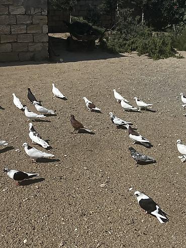 goyərcin yumurta: 3m.50qəpikdən ünvan maştağa — 1