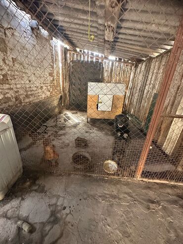 Продажа домов: Дом, 10 м², 3 комнаты, Собственник, Старый ремонт — 19