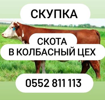 Куплю с/х животных: Приём Скот В Колбасный Цех Дорого коров быков Тёлок лошадей кони