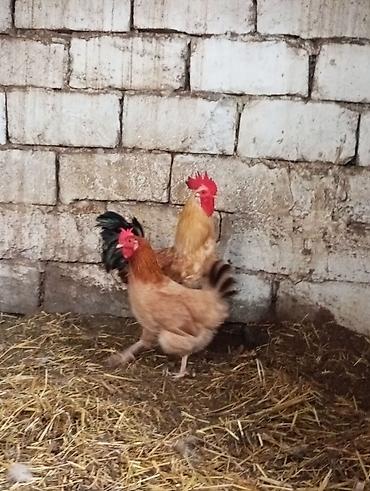 cuce satiwi: Salam 1dənə kənd xoruzu və1dənə toyuqu cüt satılır ünvan maşdaxa — 1