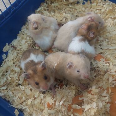 кролик французский баран: Милые, ручные, здоровые и шустрые хомячки по 150 сом. клетки от 500