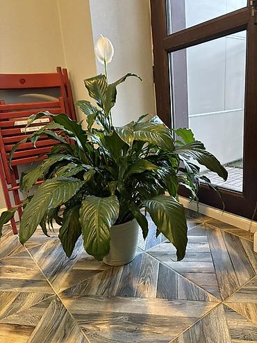 материнское счастье цветок: Спатифиллум (Spathiphyllum; женское счастье) - Высота вместе с — 5