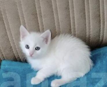 золотая шиншилла баку: Ağ tüklü bala pişik - Rəng: tam ağ, yumşaq və sıx tüklü - Gözlər — 1