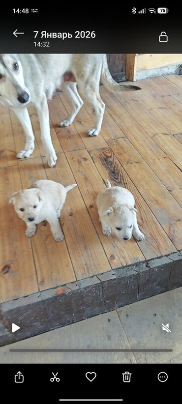 Отдам даром собаку: Щенки от домашней собаки средних размеров. Мать метис Хаски с — 8