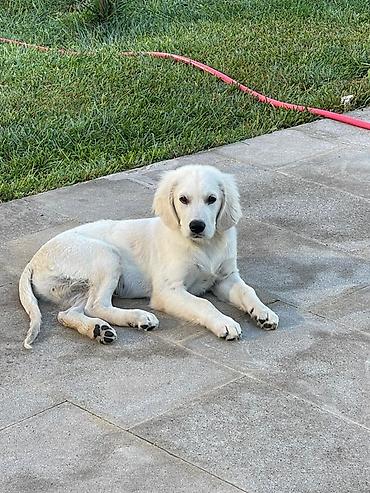 Retriever, 5 ay, Erkək