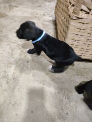 İtlər: 1 ay, Peyvəndli, Rayonlara çatdırılma, Ünvandan götürmə, Pulsuz çatdırılma — 20