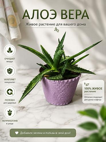 bitki toxumlarinin satisi: Gəncə daxili çatdırılma ödənissizdir. Aloe Vera – eviniz və ofisiniz — 1