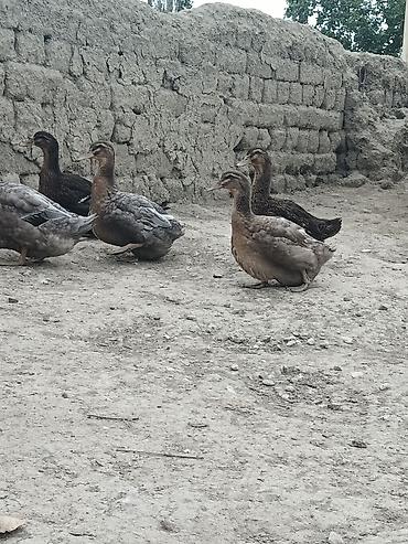 korella tutuqusu haqqında: Blue Rouen Ördekleri. Xarici sort ordekler.(Ətrafli məlumat — 5
