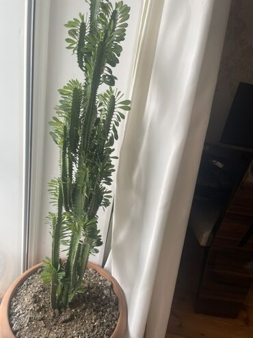 Другие растения: Evdaxili iri saksı bitkisi – Euphorbia trigona (Afrika süd ağacı)