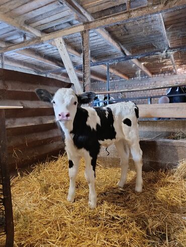 дойный коза: Продаю | Музоо, торпок | Голштин | Для разведения, Для молока | Стельные, Привязанные
