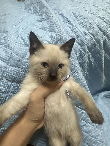 сколько стоят вислоухие кошки: Кошка даром: Сиамская, 2 месяца, Мальчик, Метис, Приучена к лотку — 1