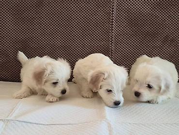 Psi: Tulearski pas (Koton)-štenci Na prodaju su 3 preslatka šteneta rase — 5