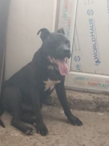 pitbull balasi satilir: Pitbul, 9 ay, Erkek, Ünvandan götürmə