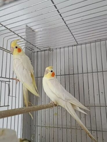 Tutuquşları: Cute hazir erek ve disi korellar hazir cutler ele orgetmek ucun bala — 2