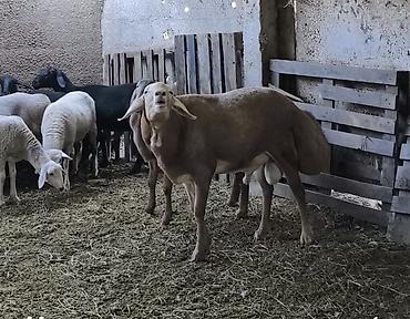 Продам с/х животных: Продаю | Баран (самец) | Арашан | Для разведения | Племенные, Осеменитель — 3