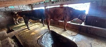 Коровы, быки: Продаю | Корова (самка) | Для разведения | Привязанные — 15