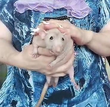 Крысы: Питомник крыс Rat Haus Love . Предлагает пару молодых крыс . Мальчик — 12